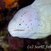 moray_grey_ms_si_h_0534_egy1151.jpg